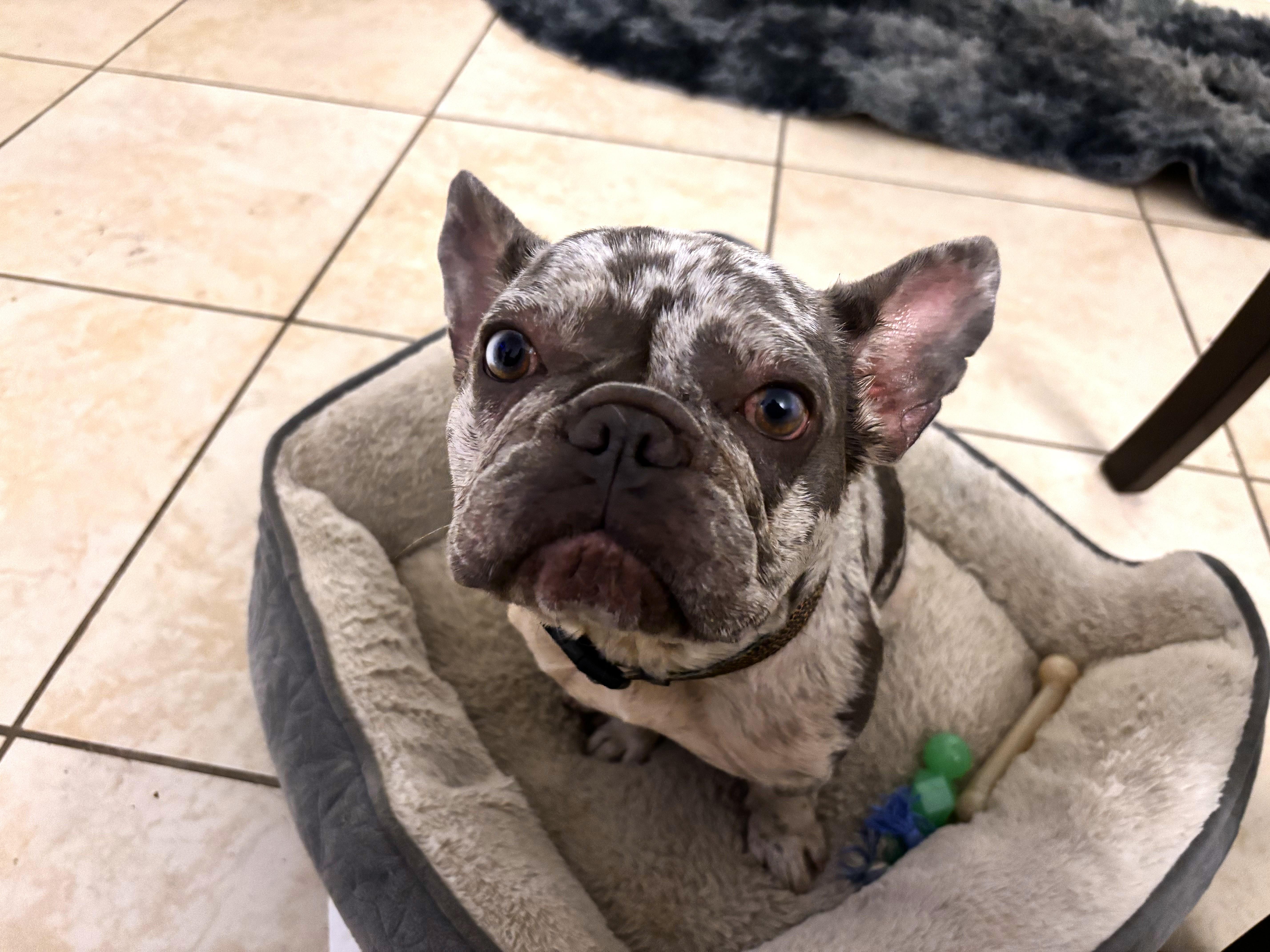 Meet Yoda, a Adopted French Bulldog in Margate, FL image 5/6