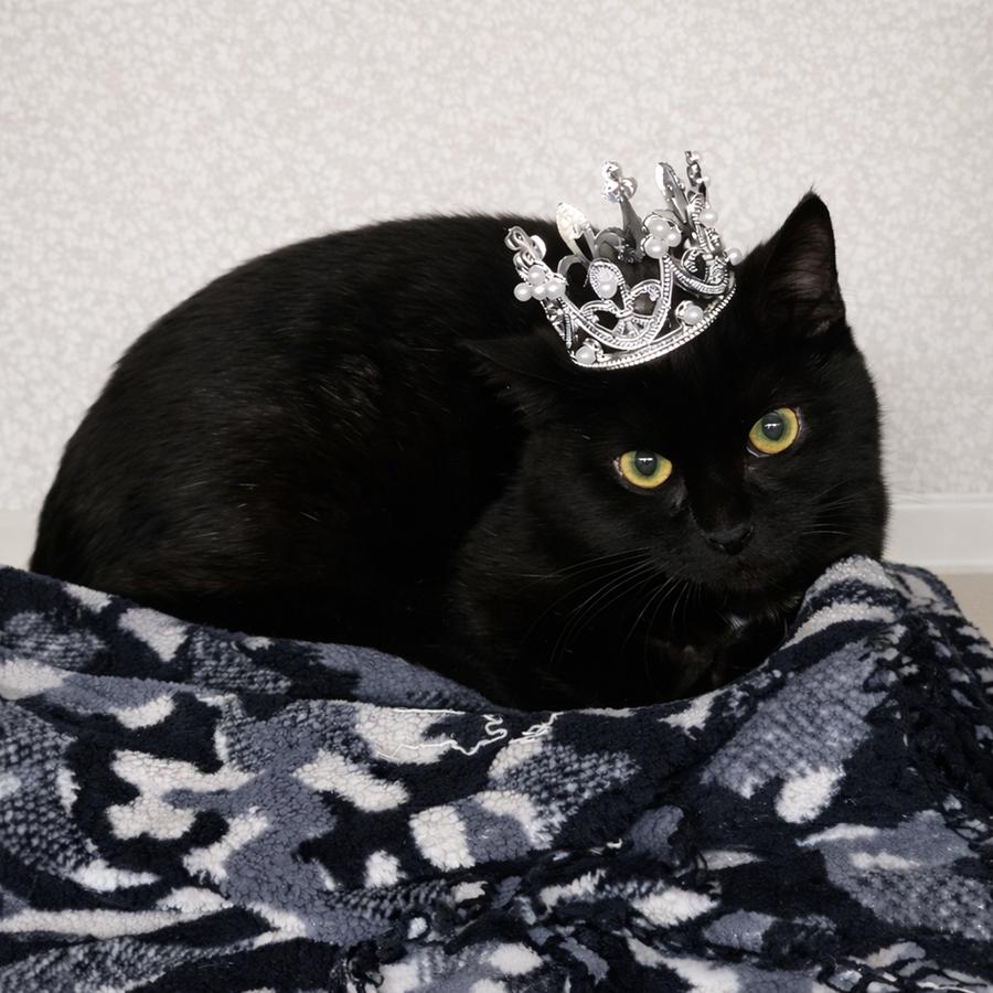 Enlarge Kitten Wisp, a Adoptable Domestic Short Hair in Cuyahoga Falls, OH image 1/2