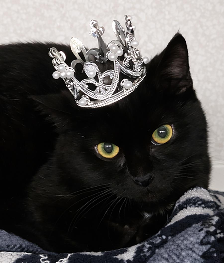 Enlarge Kitten Wisp, a Adoptable Domestic Short Hair in Cuyahoga Falls, OH image 2/2