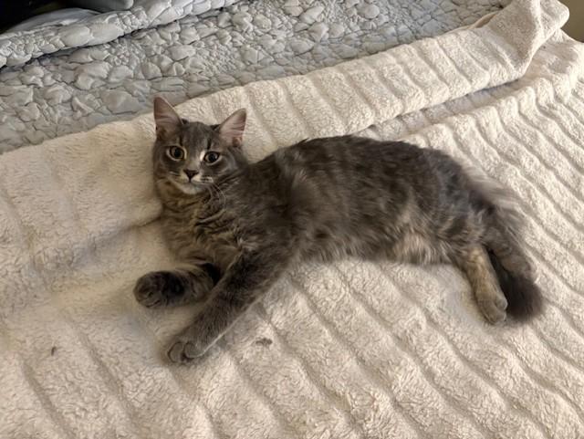 Plume, ADOPTABLE, Young Female Tabby.
