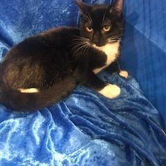 Trixie, Adoptable, Young Female Tuxedo.