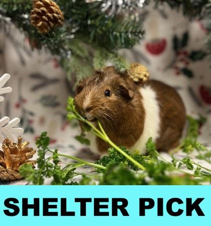 Opalite, Adoptable, Adult Male Guinea Pig & Guinea Pig.