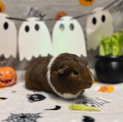 Opalite, a Adoptable Guinea Pig in Eugene, OR image 2/2