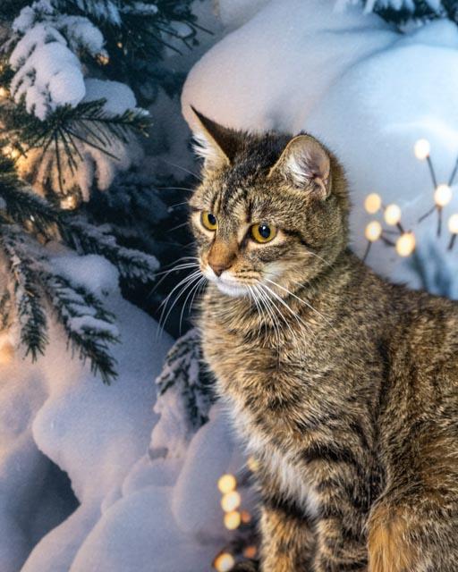 Enlarge Ella, a ADOPTABLE Domestic Short Hair in Lapeer, MI image 2/5