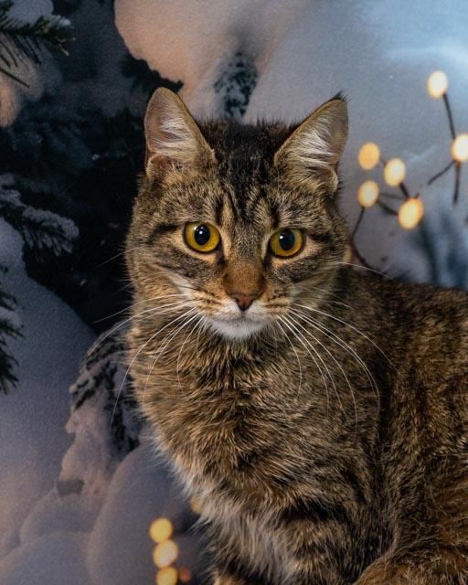 Enlarge Ella, a ADOPTABLE Domestic Short Hair in Lapeer, MI image 4/5