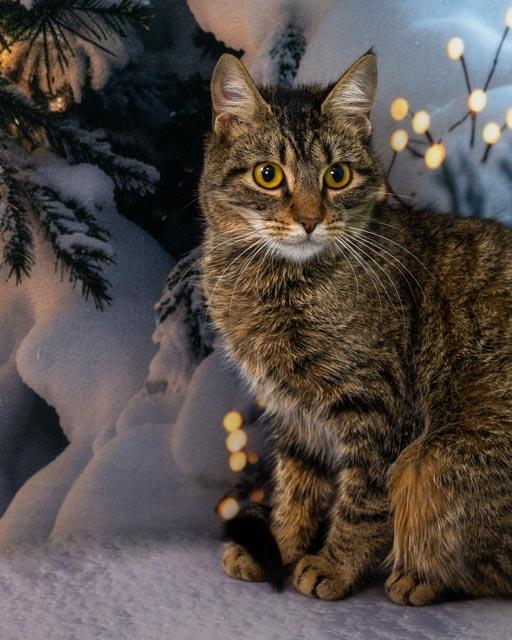 Enlarge Ella, a ADOPTABLE Domestic Short Hair in Lapeer, MI image 3/5