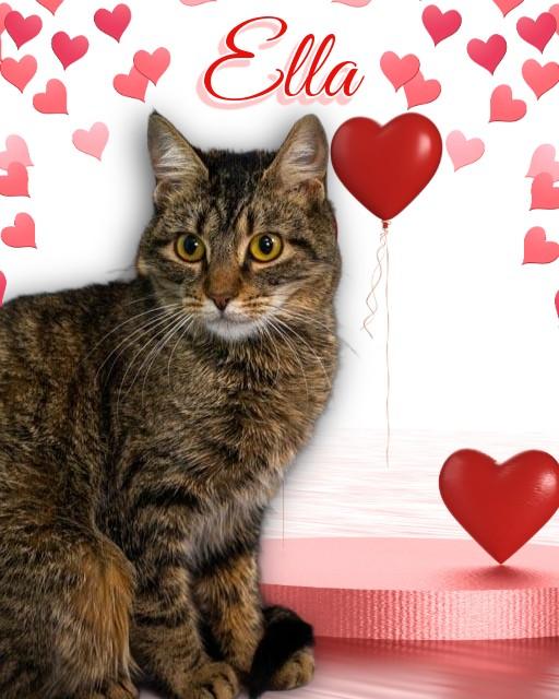 Enlarge Ella, a ADOPTABLE Domestic Short Hair in Lapeer, MI image 1/5