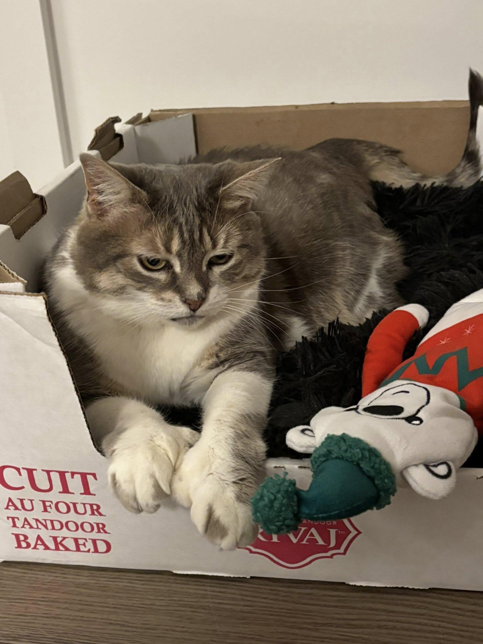 Mittens, an adoptable Domestic Medium Hair in Nepean, ON, K2G 3J4 | Photo Image 6