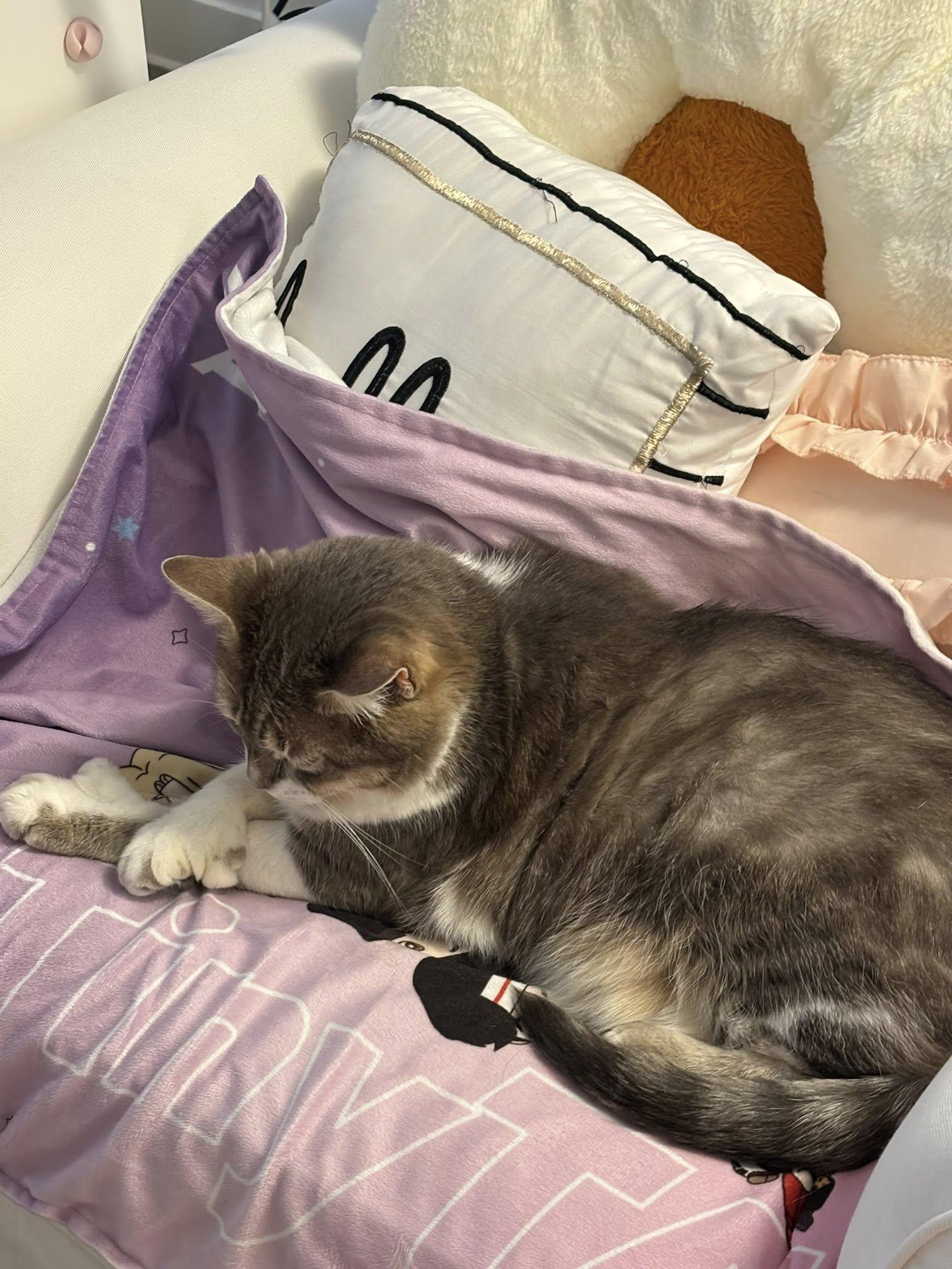 Mittens, an adoptable Domestic Medium Hair in Nepean, ON, K2G 3J4 | Photo Image 5