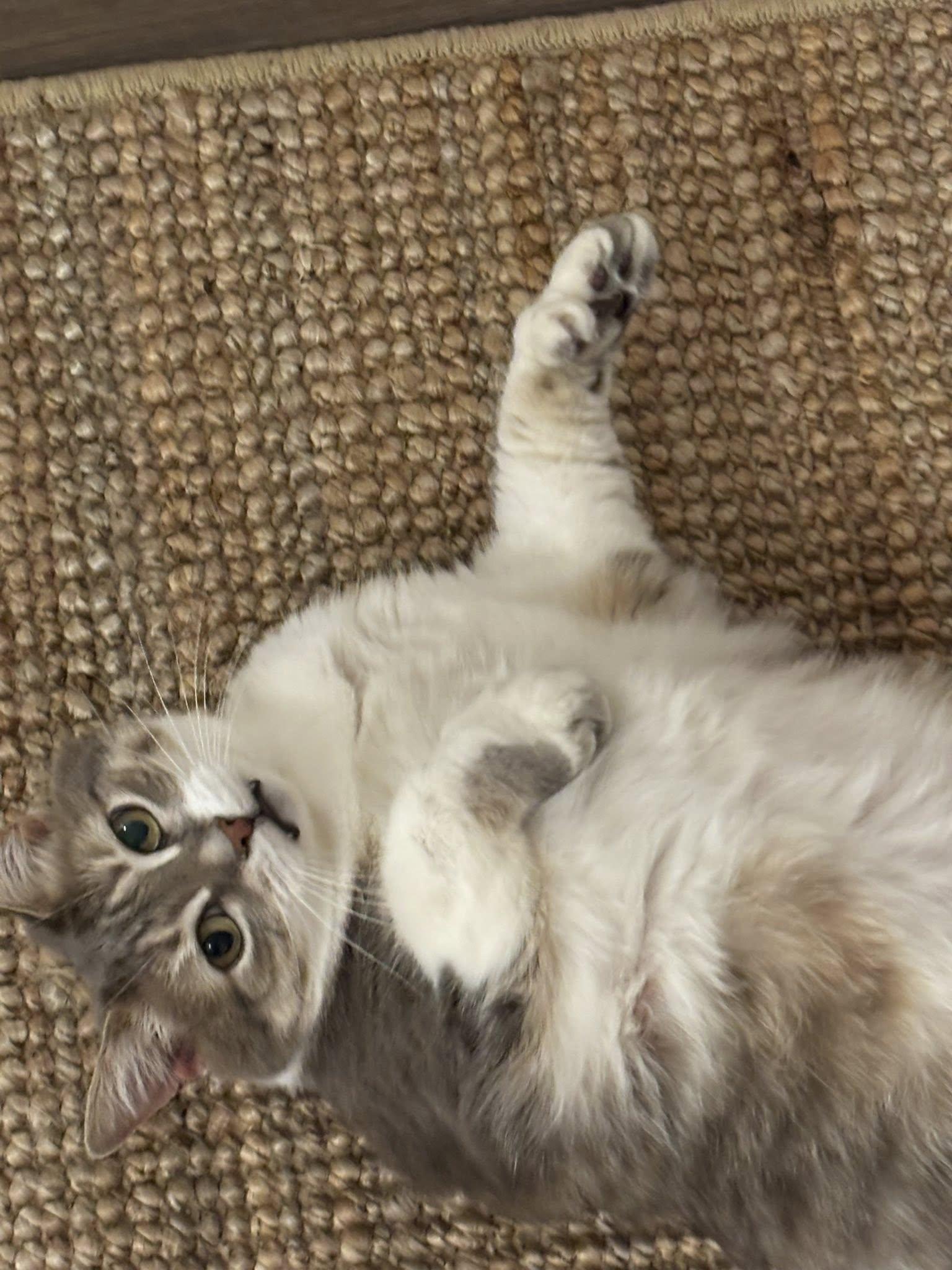 Mittens, an adoptable Domestic Medium Hair in Nepean, ON, K2G 3J4 | Photo Image 3