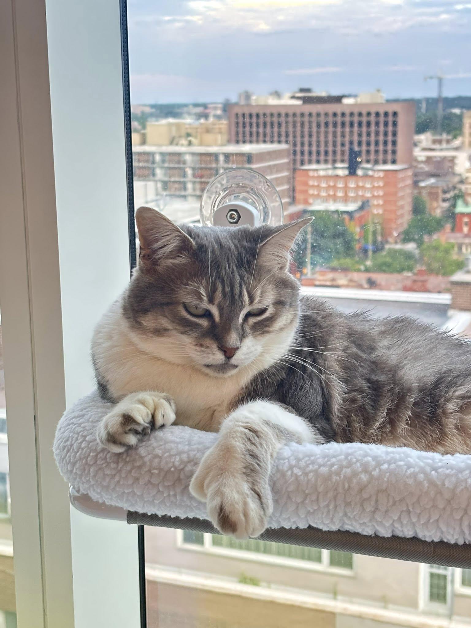 Mittens, an adoptable Domestic Medium Hair in Nepean, ON, K2G 3J4 | Photo Image 2