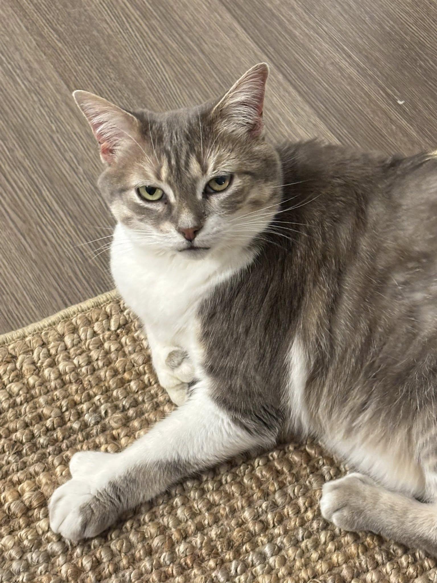 Mittens, an adoptable Domestic Medium Hair in Nepean, ON, K2G 3J4 | Photo Image 4