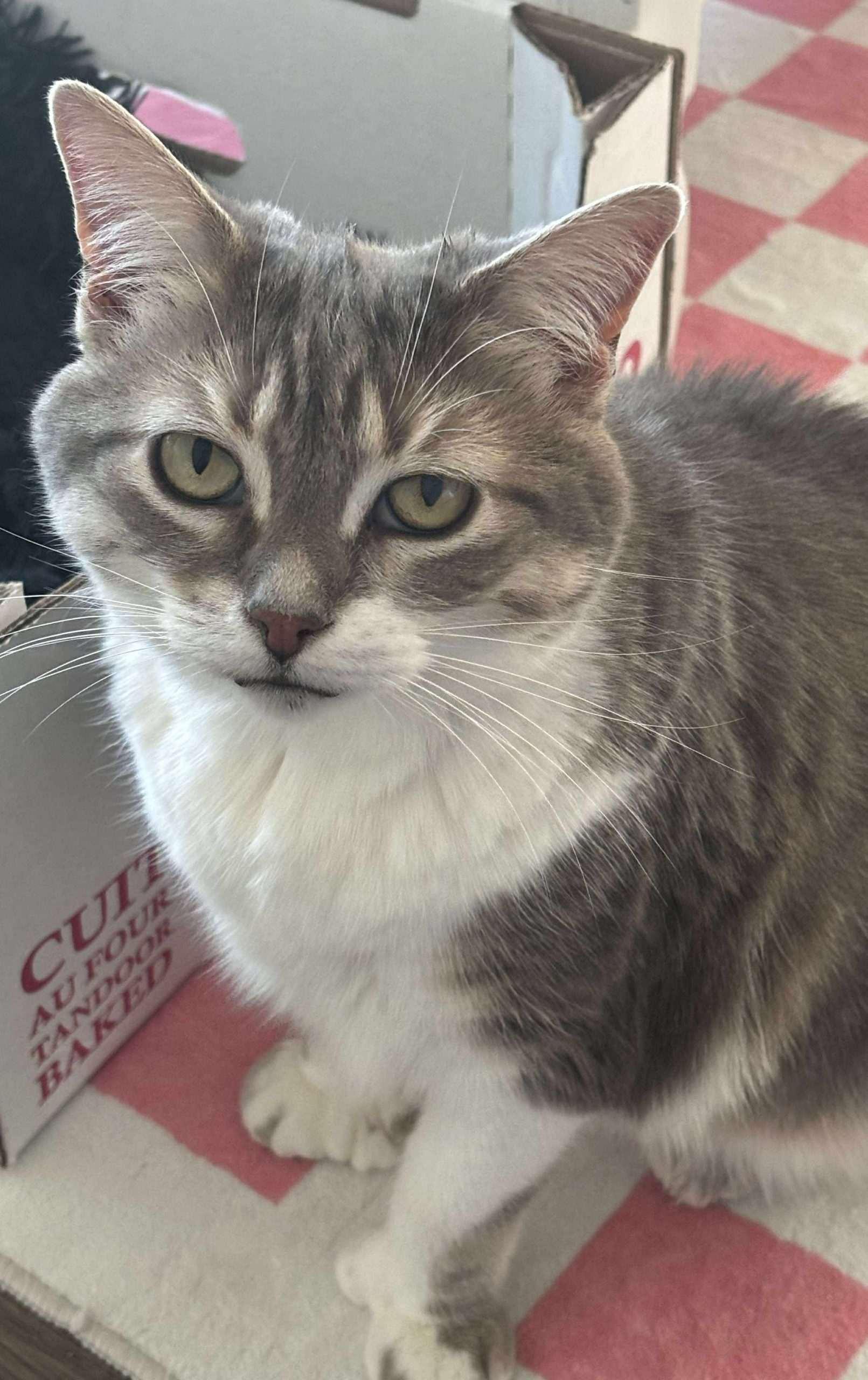 Mittens, an adoptable Domestic Medium Hair in Nepean, ON, K2G 3J4 | Photo Image 1