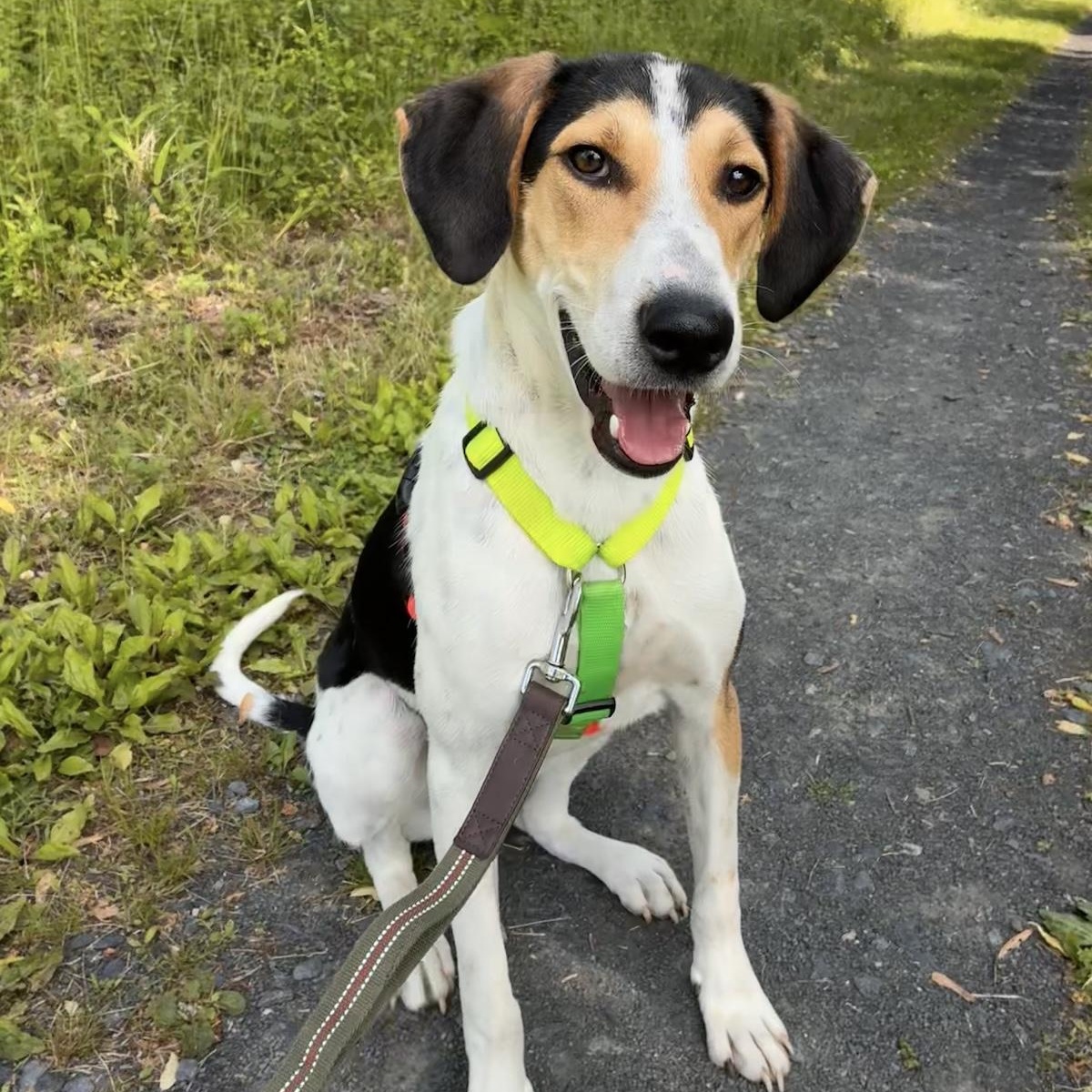 Enlarge Boris, a ADOPTABLE mixed breed in Morristown, NJ image 5/6