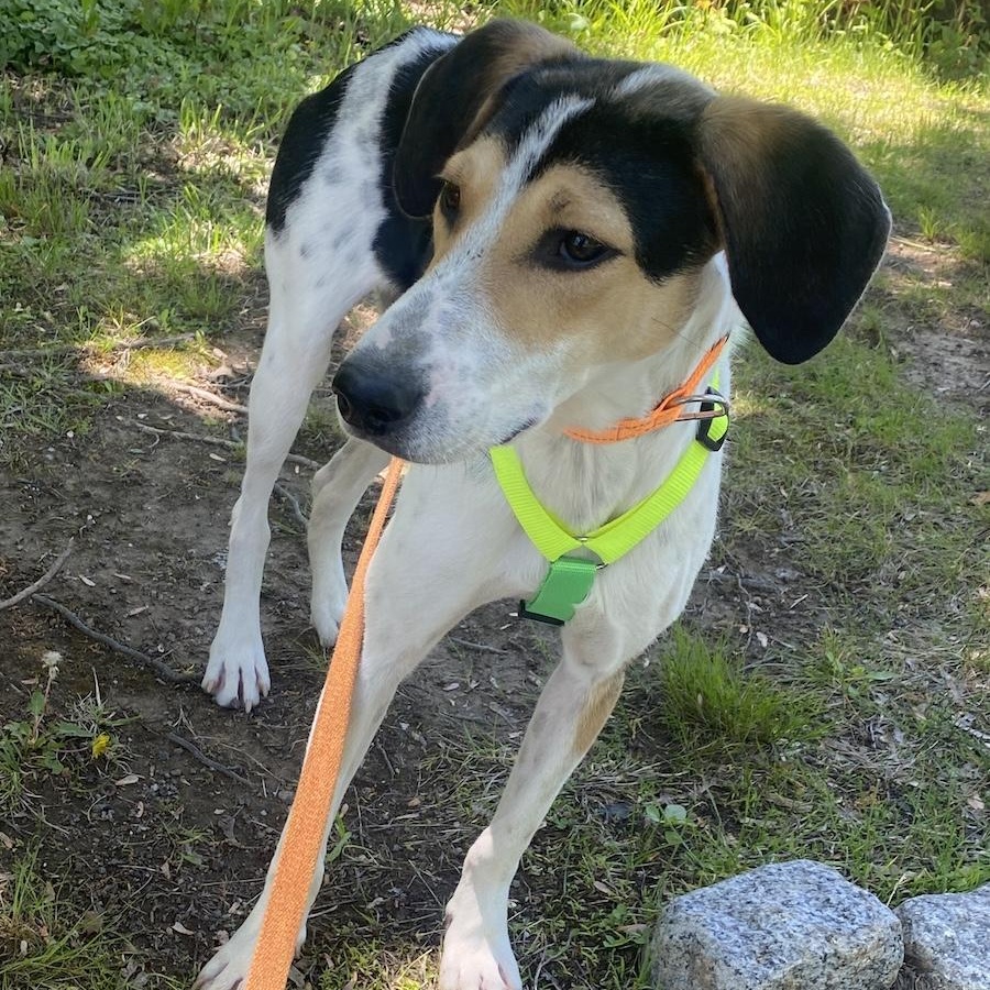 Enlarge Boris, a ADOPTABLE mixed breed in Morristown, NJ image 6/6