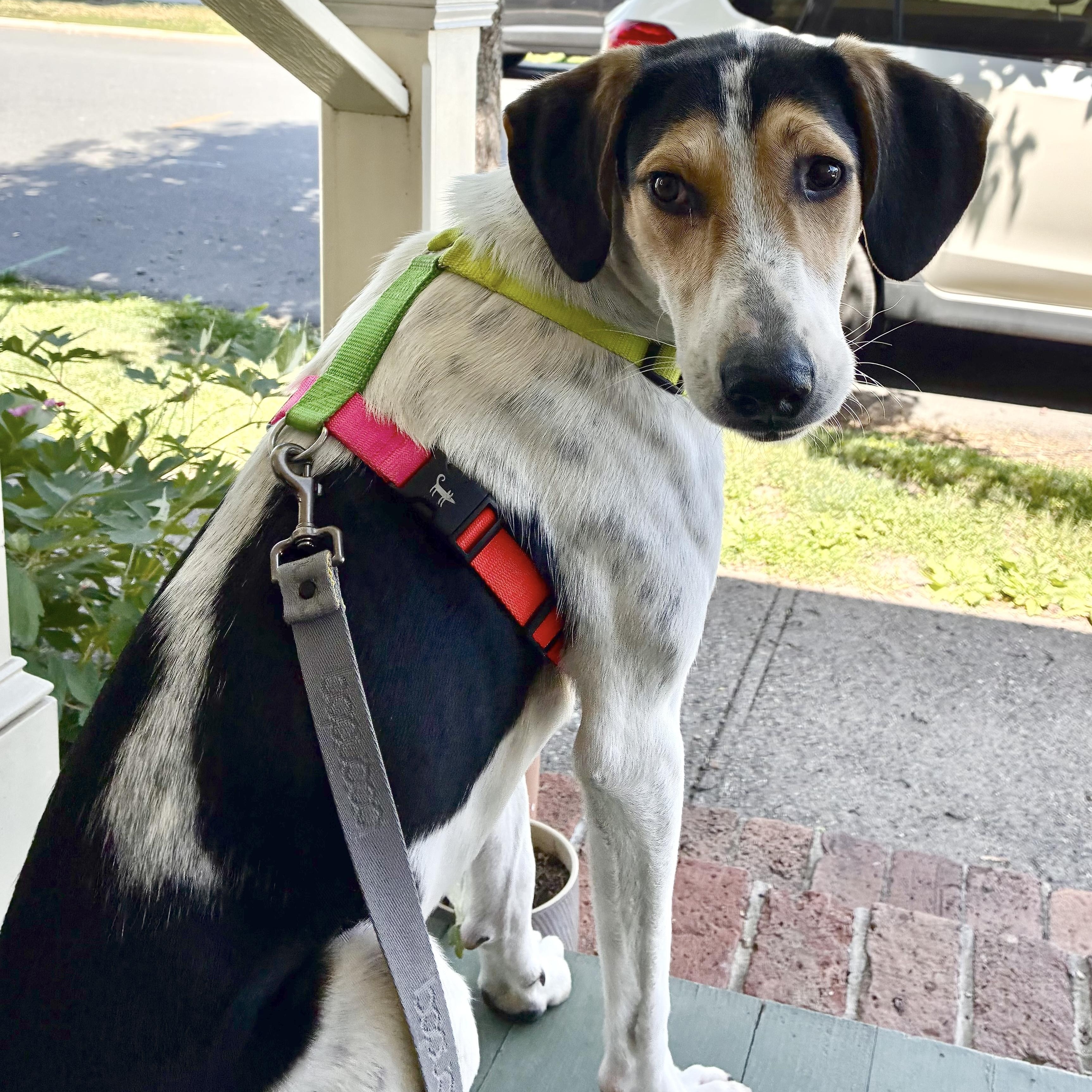 Enlarge Boris, a ADOPTABLE mixed breed in Morristown, NJ image 4/6