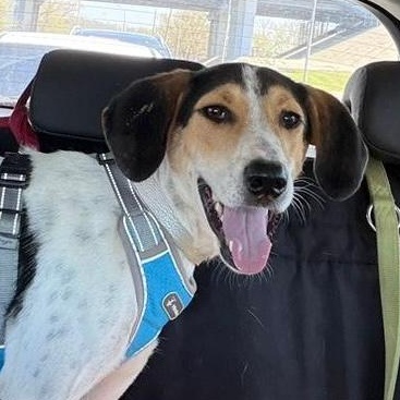 Enlarge Boris, a ADOPTABLE mixed breed in Morristown, NJ image 1/6
