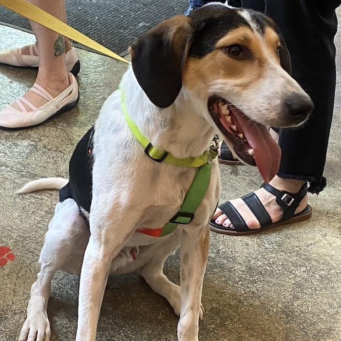 Enlarge Boris, a ADOPTABLE mixed breed in Morristown, NJ image 2/6