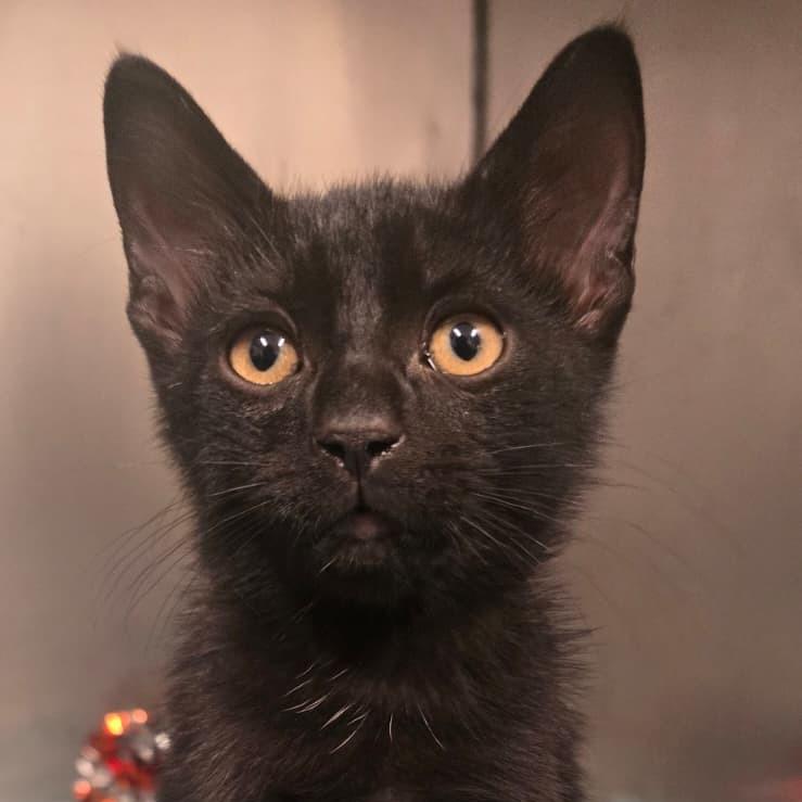 Mayhem, Adoptable, Kitten Male Domestic Short Hair.