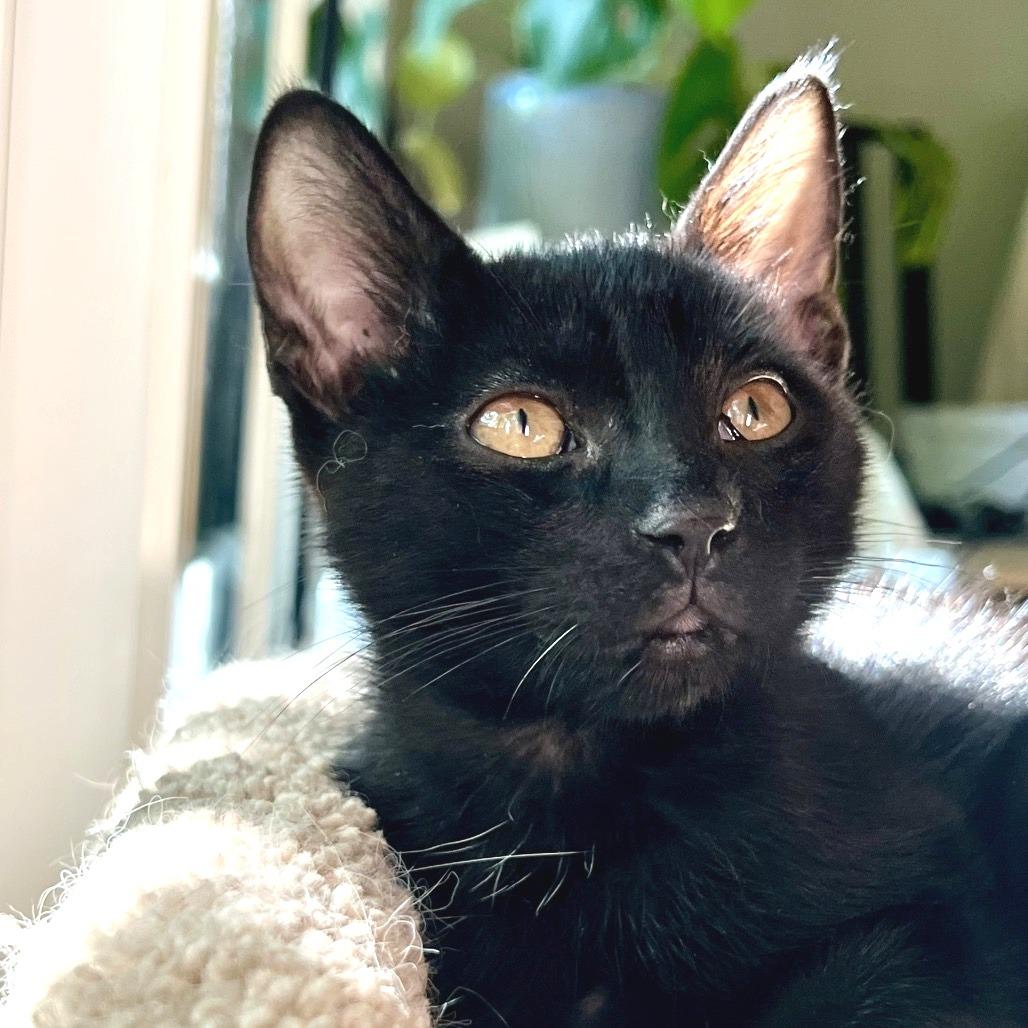 Enlarge Mayhem, a Adoptable Domestic Short Hair in Morgan Hill, CA image 2/3