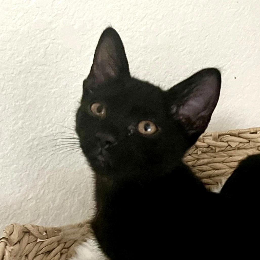 Enlarge Mayhem, a Adoptable Domestic Short Hair in Morgan Hill, CA image 3/3
