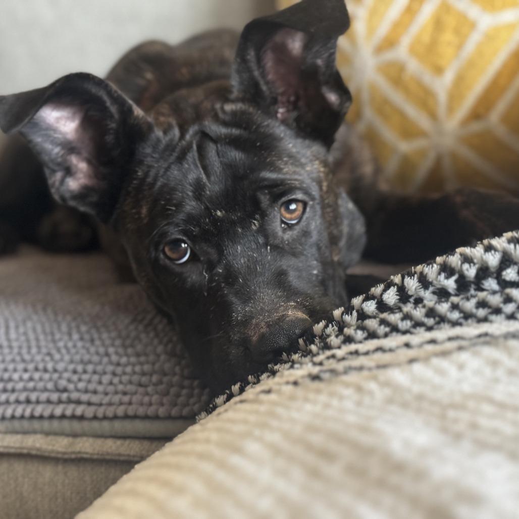 Choco, Adoptable, Puppy Male Cane Corso & Belgian Shepherd / Malinois.