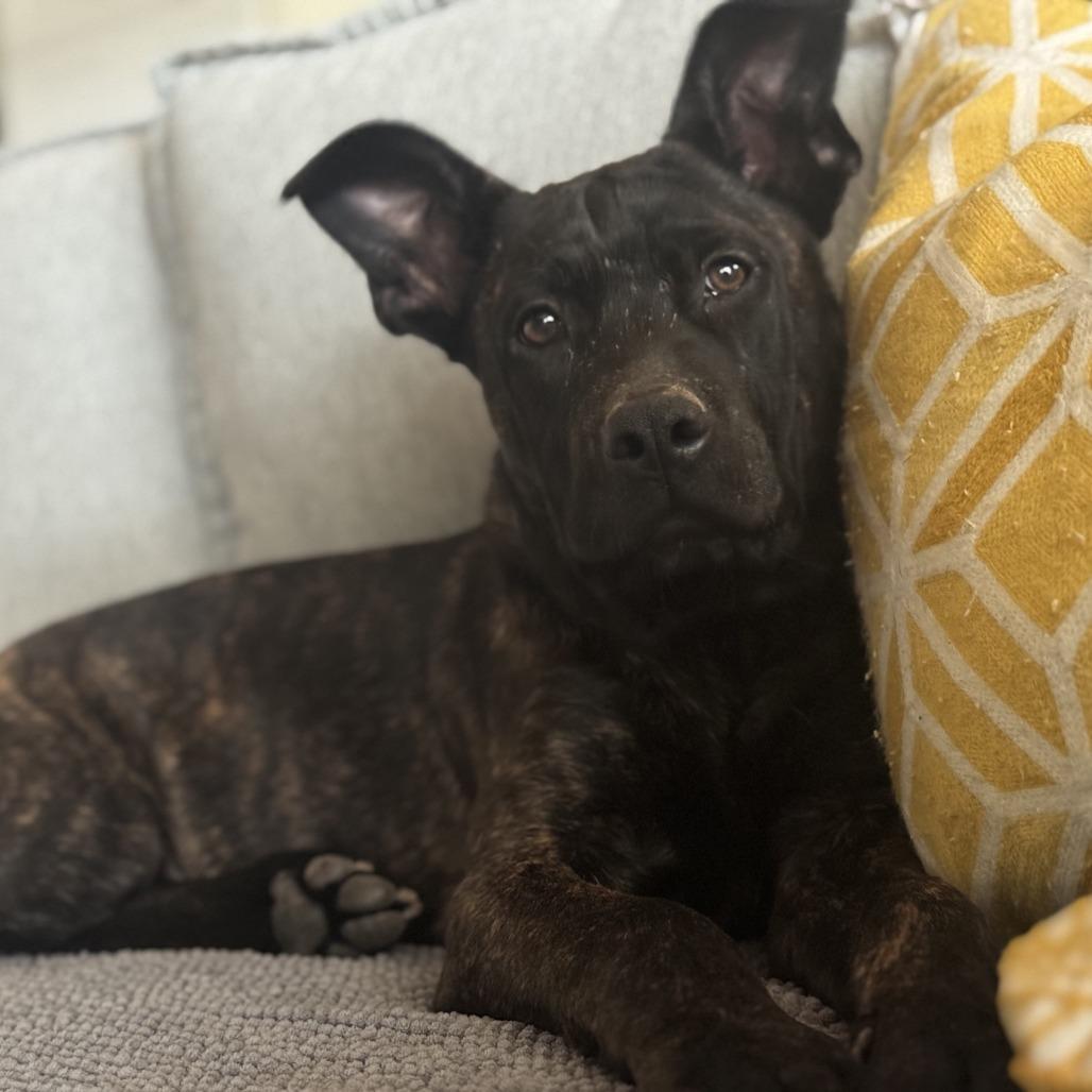Enlarge Choco, a Adoptable mixed breed in Sacramento, CA image 2/4