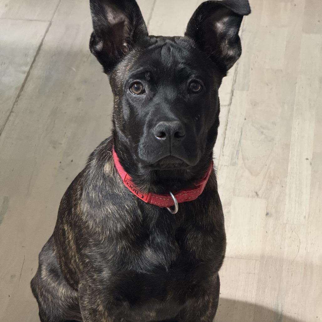 Enlarge Choco, a Adoptable mixed breed in Sacramento, CA image 3/4