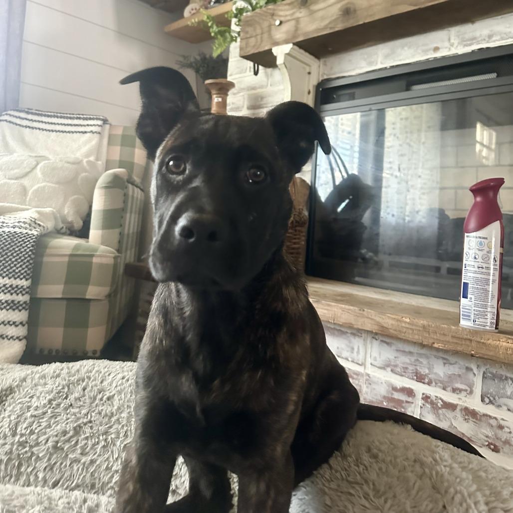 Enlarge Choco, a Adoptable mixed breed in Sacramento, CA image 4/4