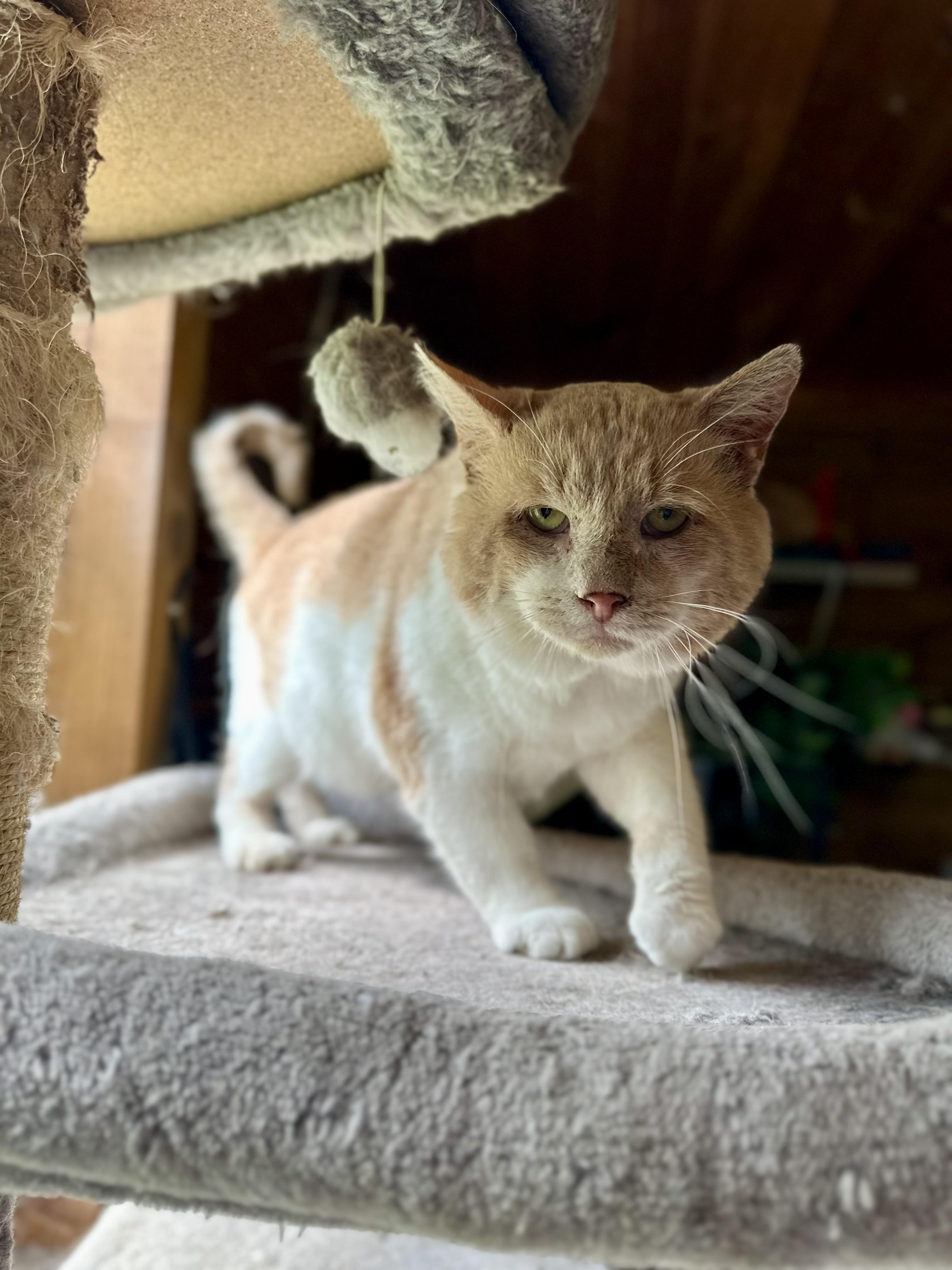 Enlarge Sweet Potato, a Adoptable Domestic Short Hair in Lincoln University, PA image 3/4