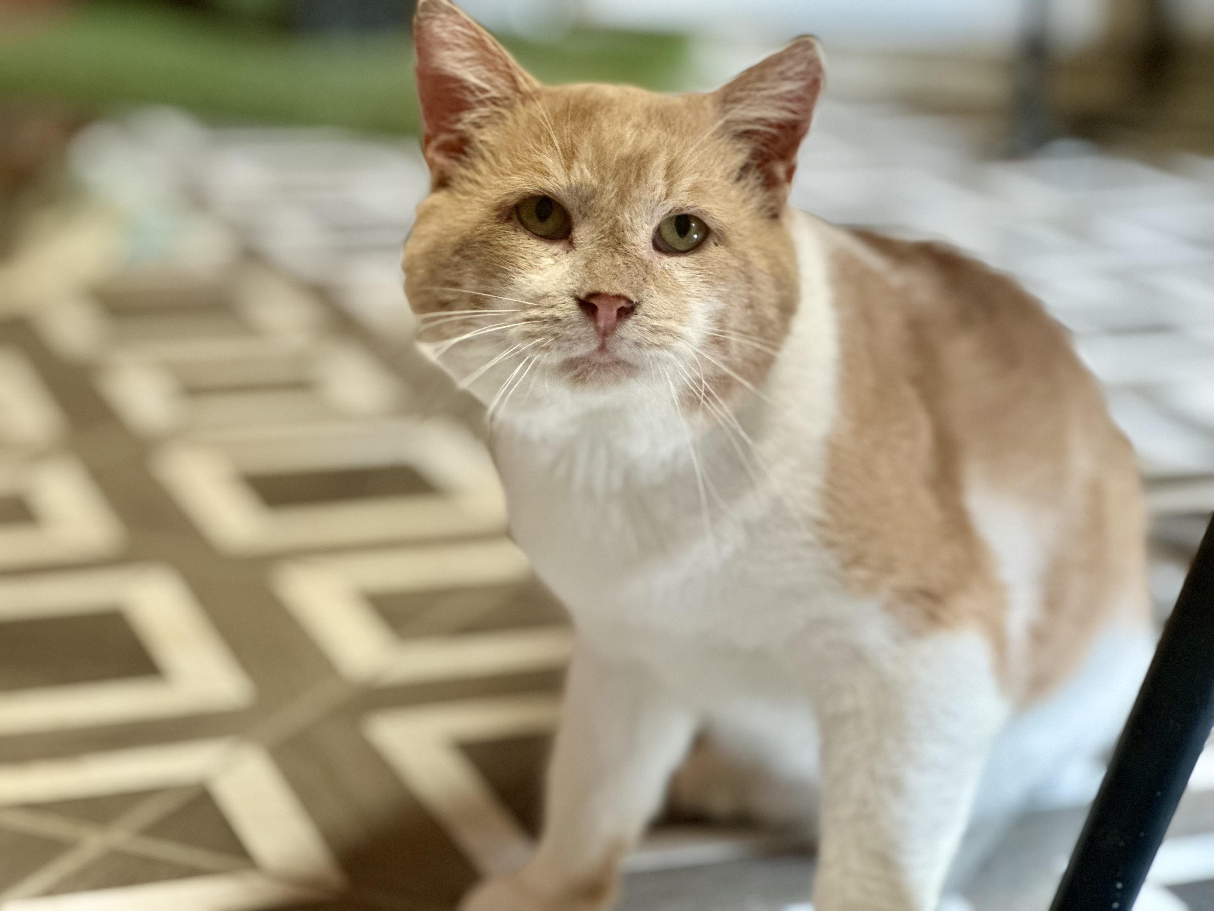 Enlarge Sweet Potato, a Adoptable Domestic Short Hair in Lincoln University, PA image 2/4