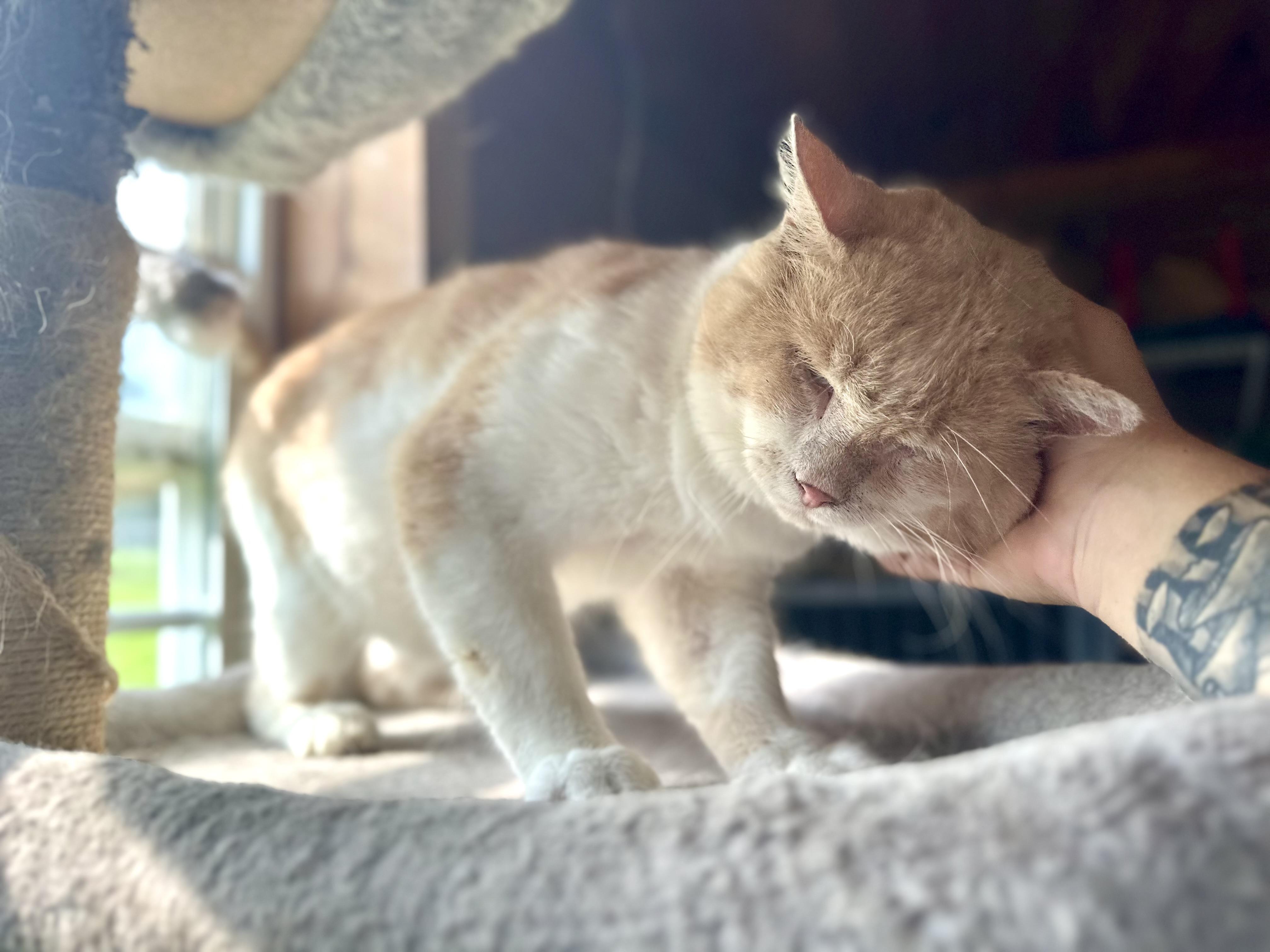 Enlarge Sweet Potato, a Adoptable Domestic Short Hair in Lincoln University, PA image 4/4