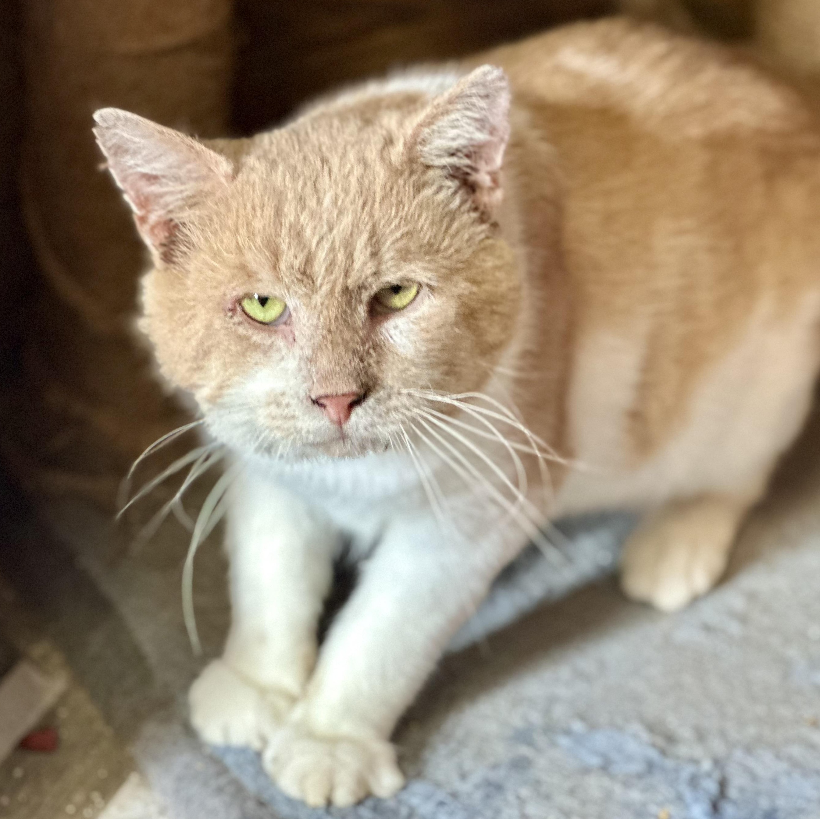 Enlarge Sweet Potato, a Adoptable Domestic Short Hair in Lincoln University, PA image 1/4