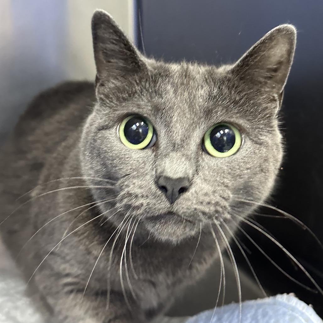 Nala, Adoptable, Adult Female Russian Blue.