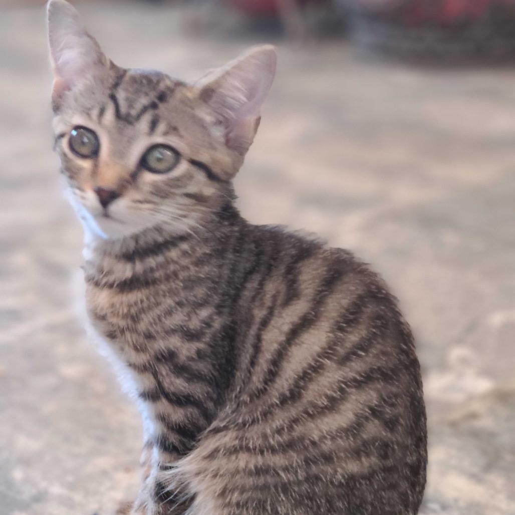 Atlas, Adoptable, Young Female Domestic Short Hair.