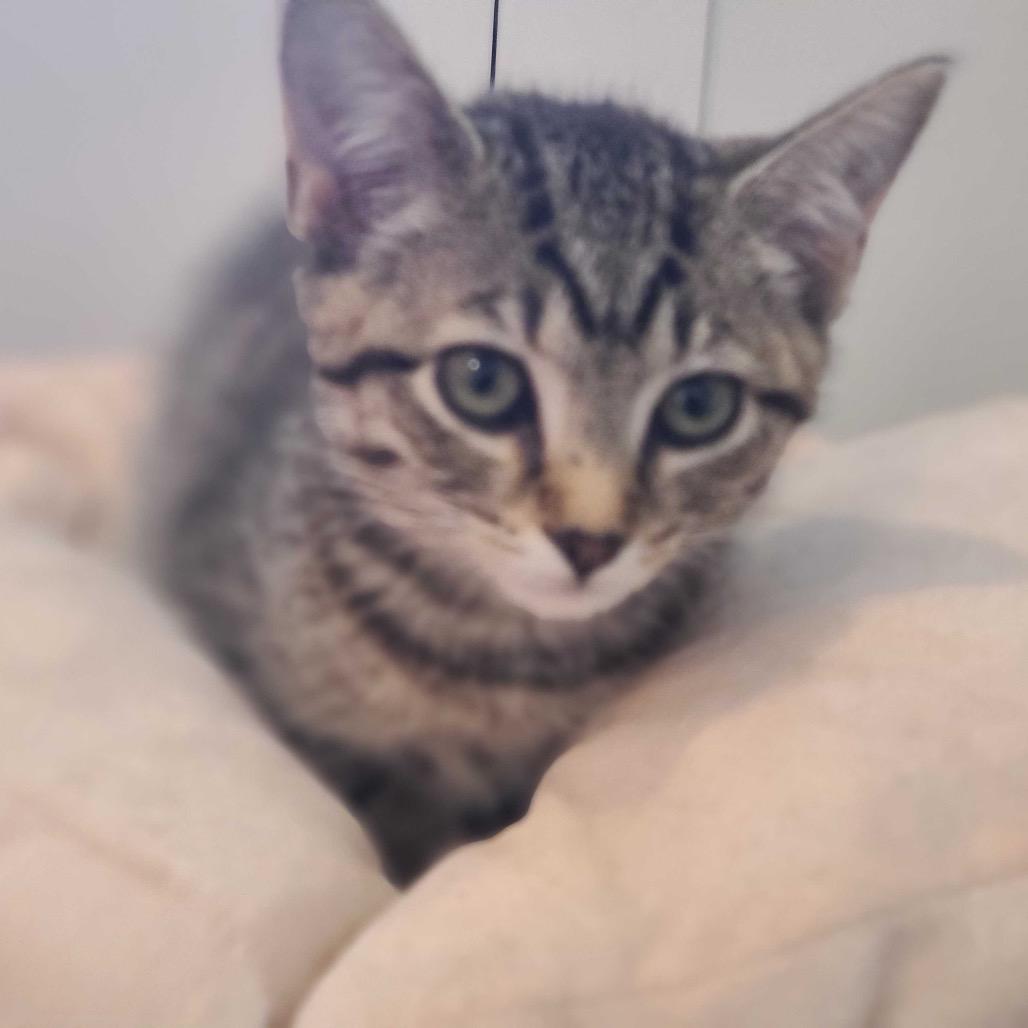 Atlas, a Adoptable Domestic Short Hair in Howard beach, NY image 2/2