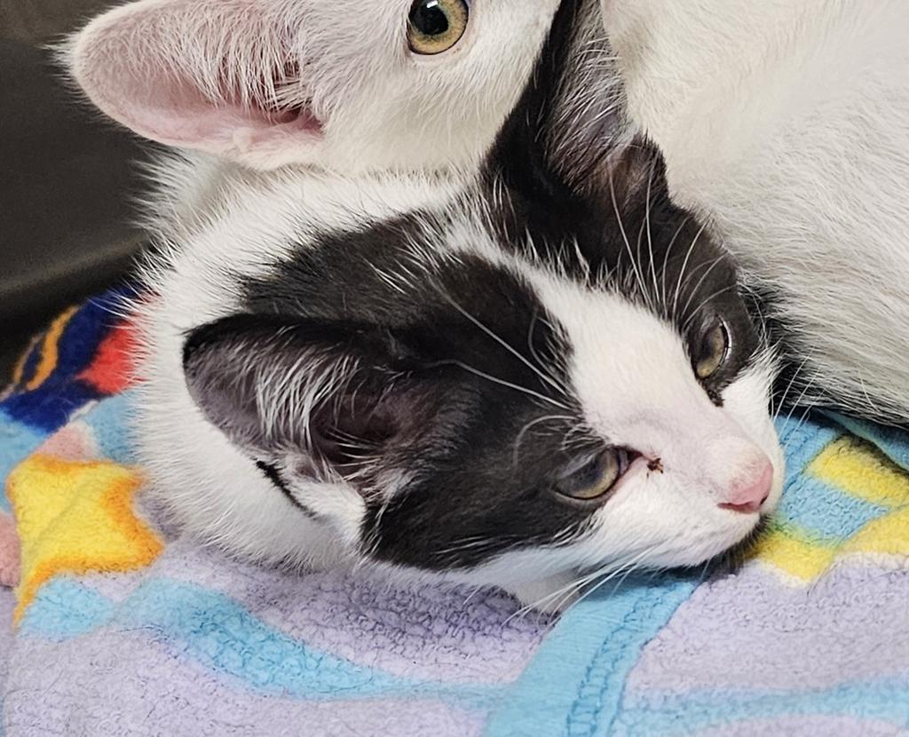 Fergie (Felix), Adoptable, Young Female Domestic Short Hair.