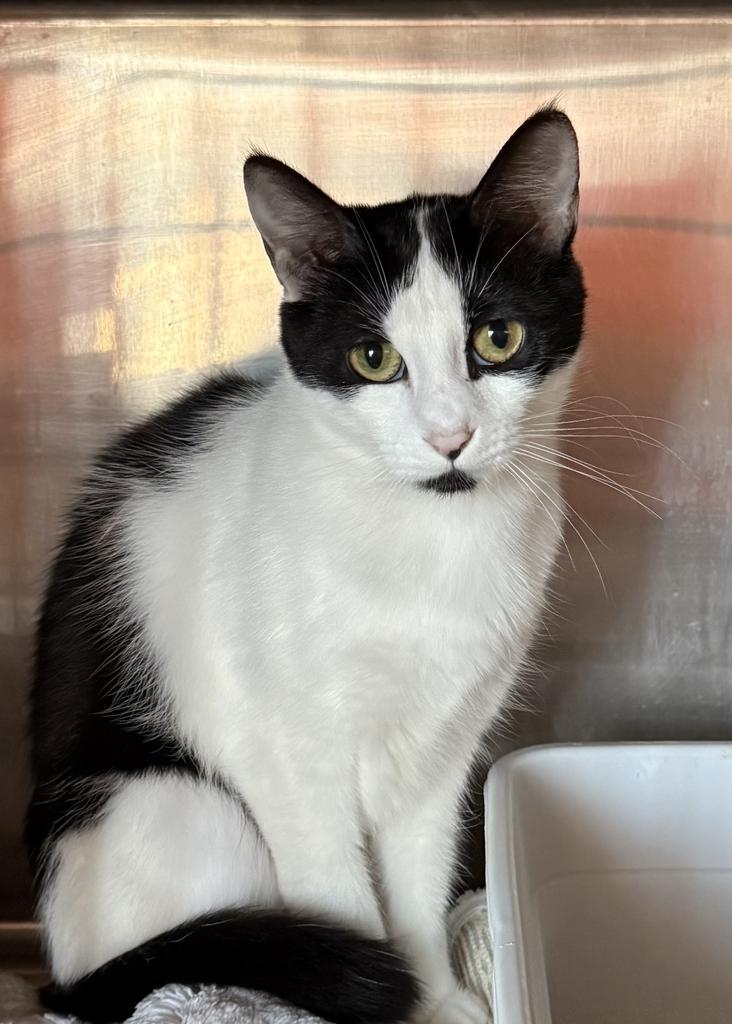 Fergie (Felix), a Adoptable mixed breed in Pahrump, NV image 2/2