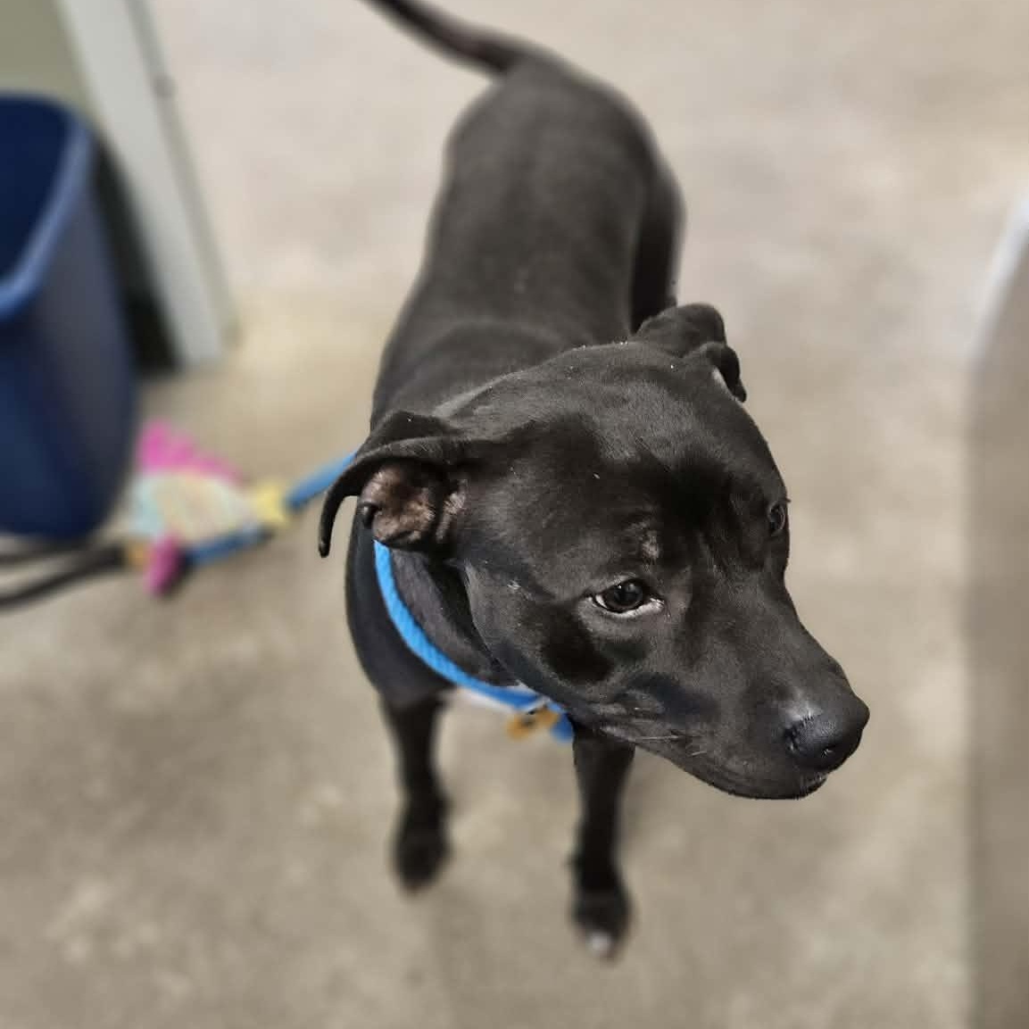 Enlarge Bunny, a ADOPTABLE mixed breed in Bloomfield, CT image 5/6