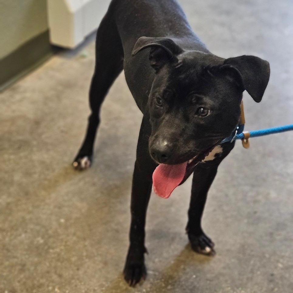 Enlarge Bunny, a ADOPTABLE mixed breed in Bloomfield, CT image 1/6