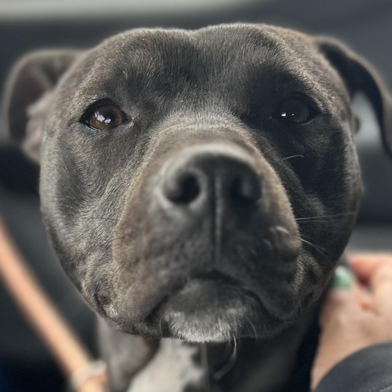 Bunny, adoptable, Young Female Black Labrador Retriever & American Staffordshire Terrier.