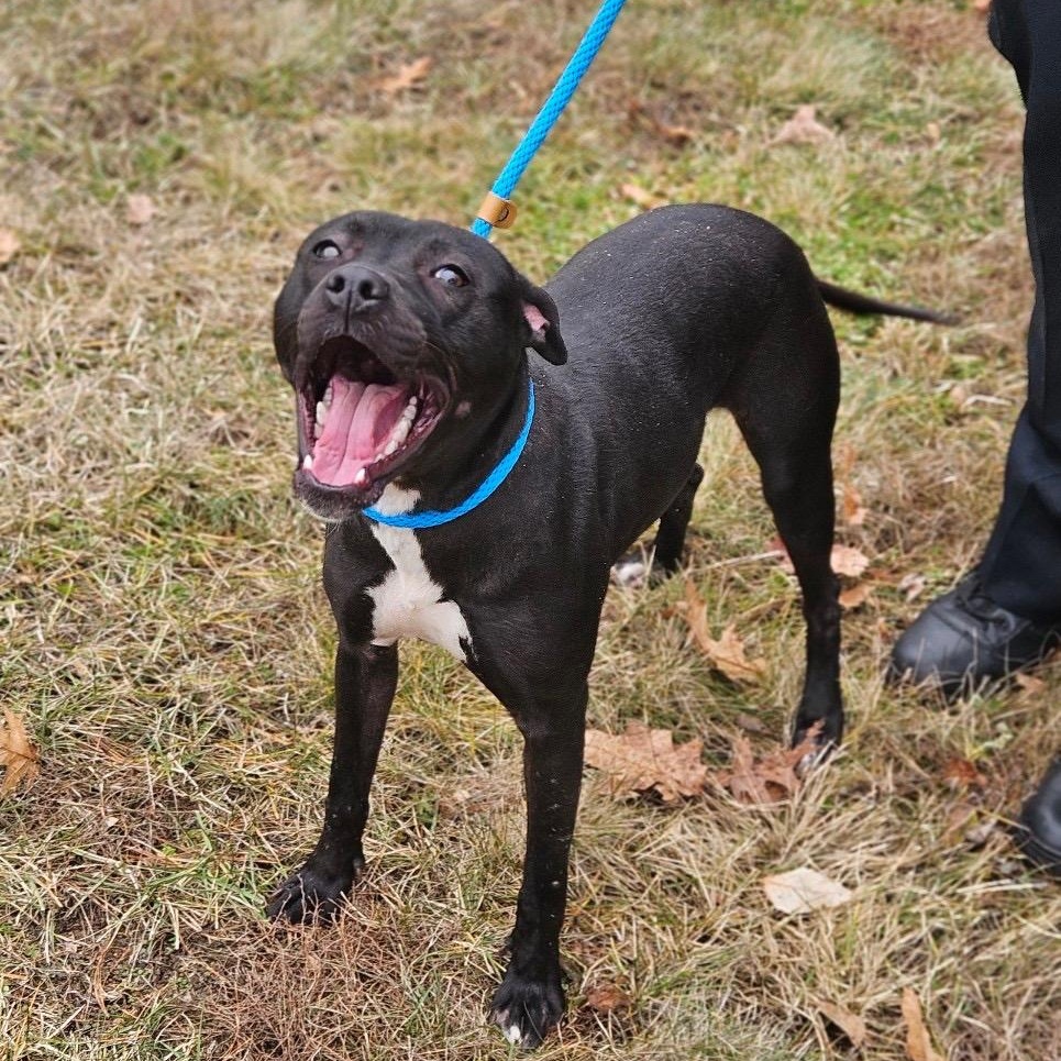 Enlarge Bunny, a ADOPTABLE mixed breed in Bloomfield, CT image 4/6