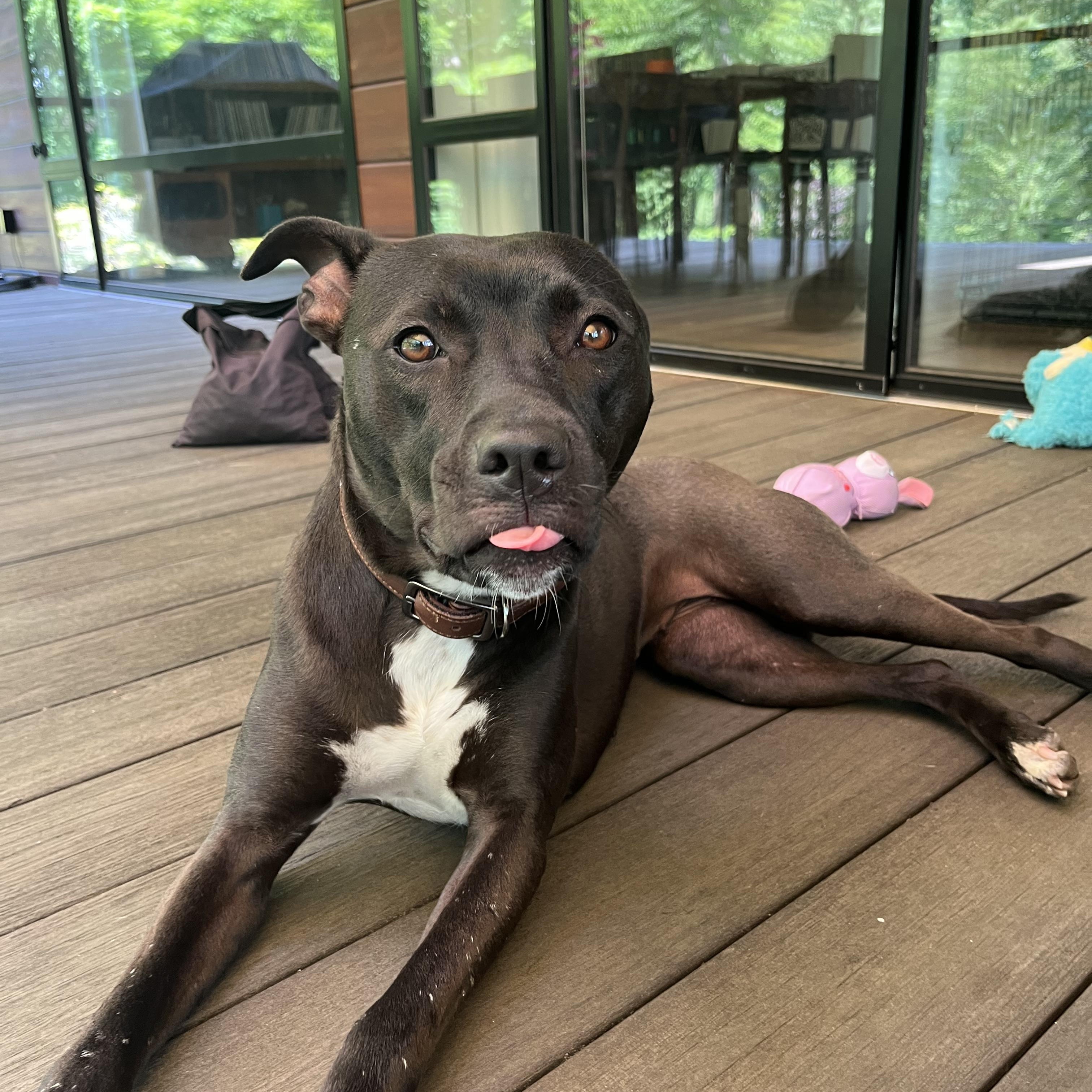 Bunny, adoptable, Young Female Black Labrador Retriever & American Staffordshire Terrier.