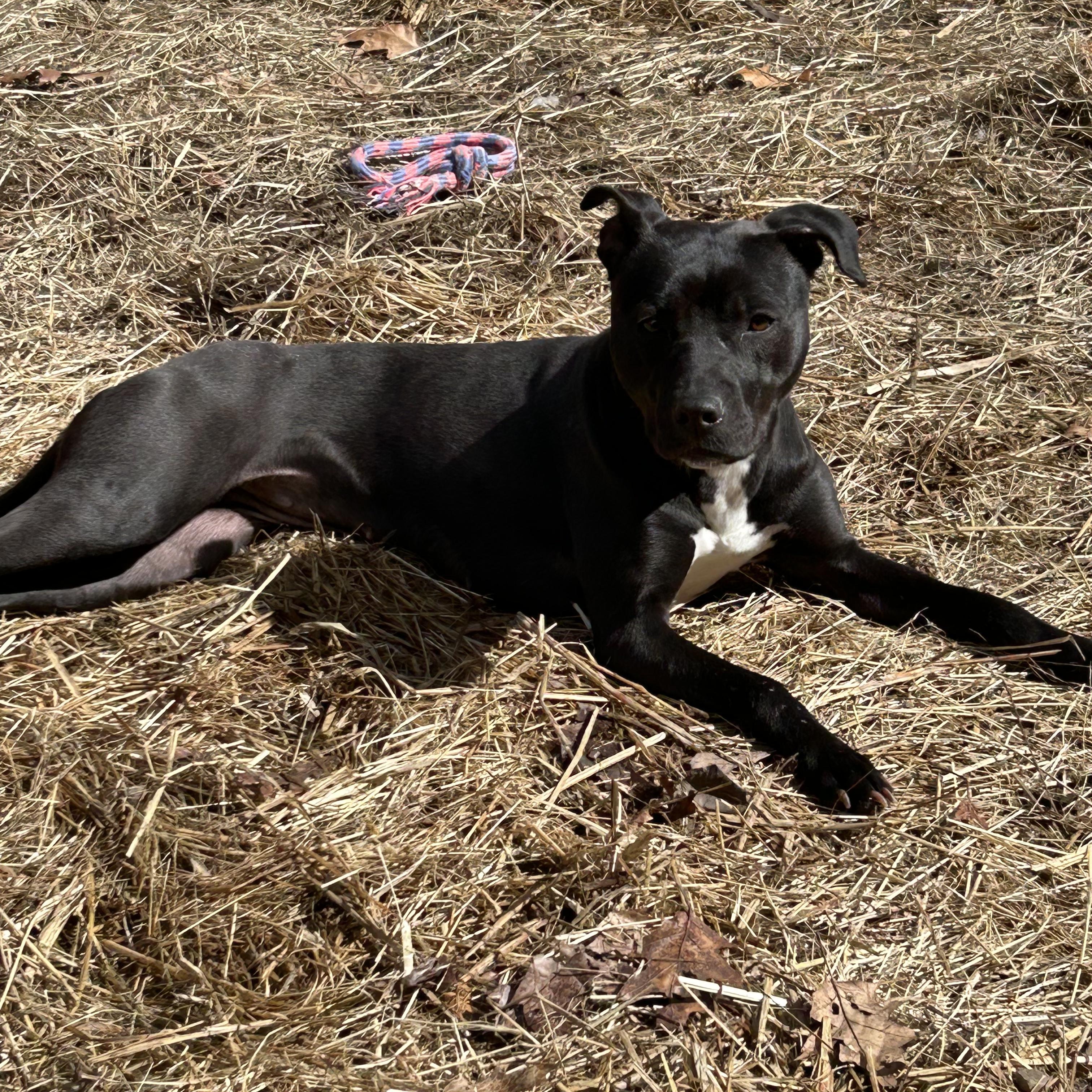 Enlarge Bunny, an adoptable mixed breed in Enfield, CT image 5/6