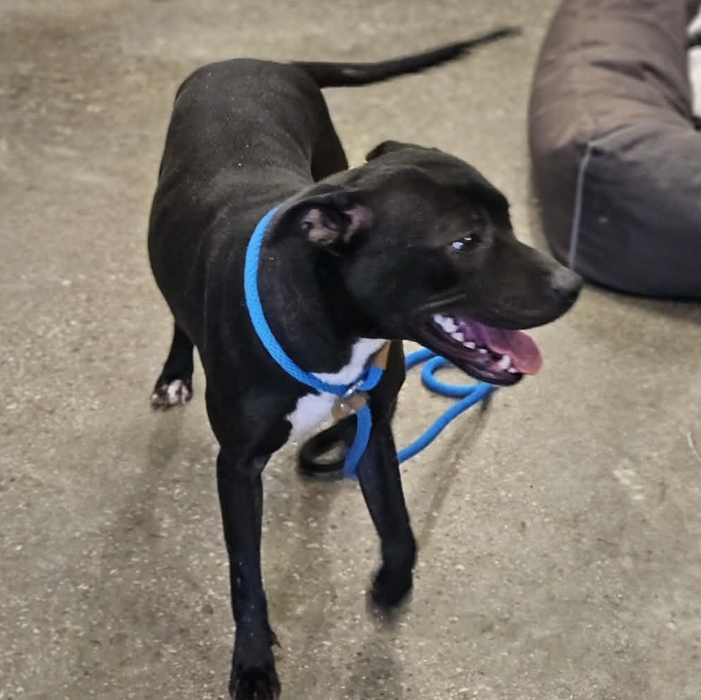 Enlarge Bunny, a ADOPTABLE mixed breed in Bloomfield, CT image 3/6