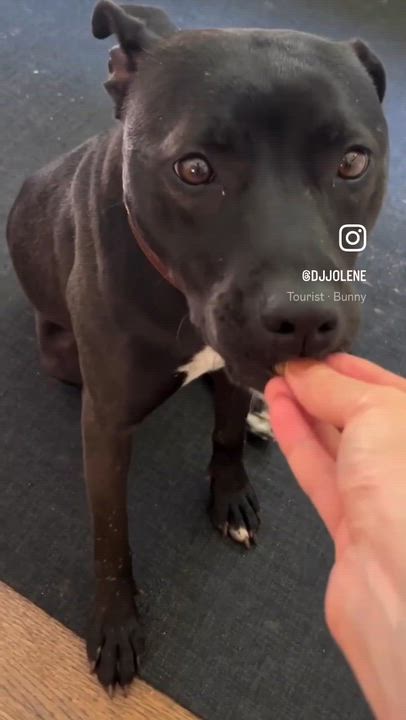 Enlarge Bunny, an adoptable mixed breed in East Granby, CT video 6/6