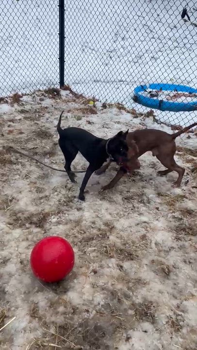 Enlarge Bunny, a ADOPTABLE mixed breed in Bloomfield, CT video 6/6