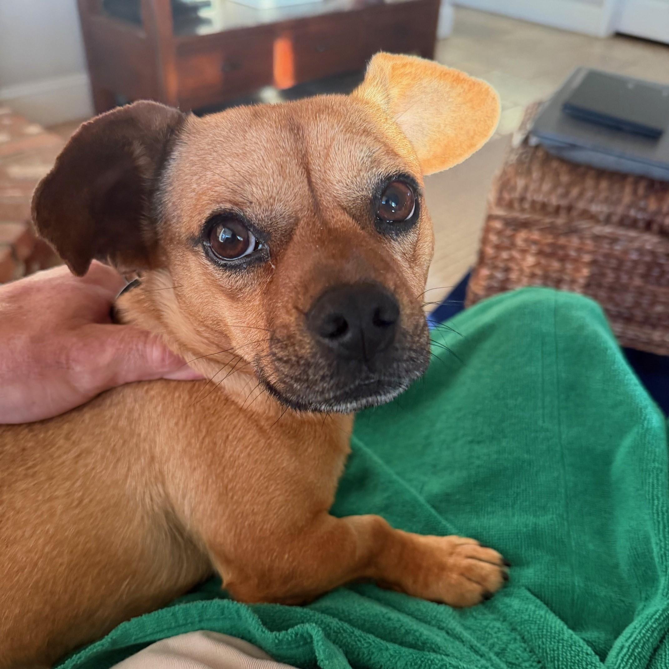 Grover — thumbnail 2