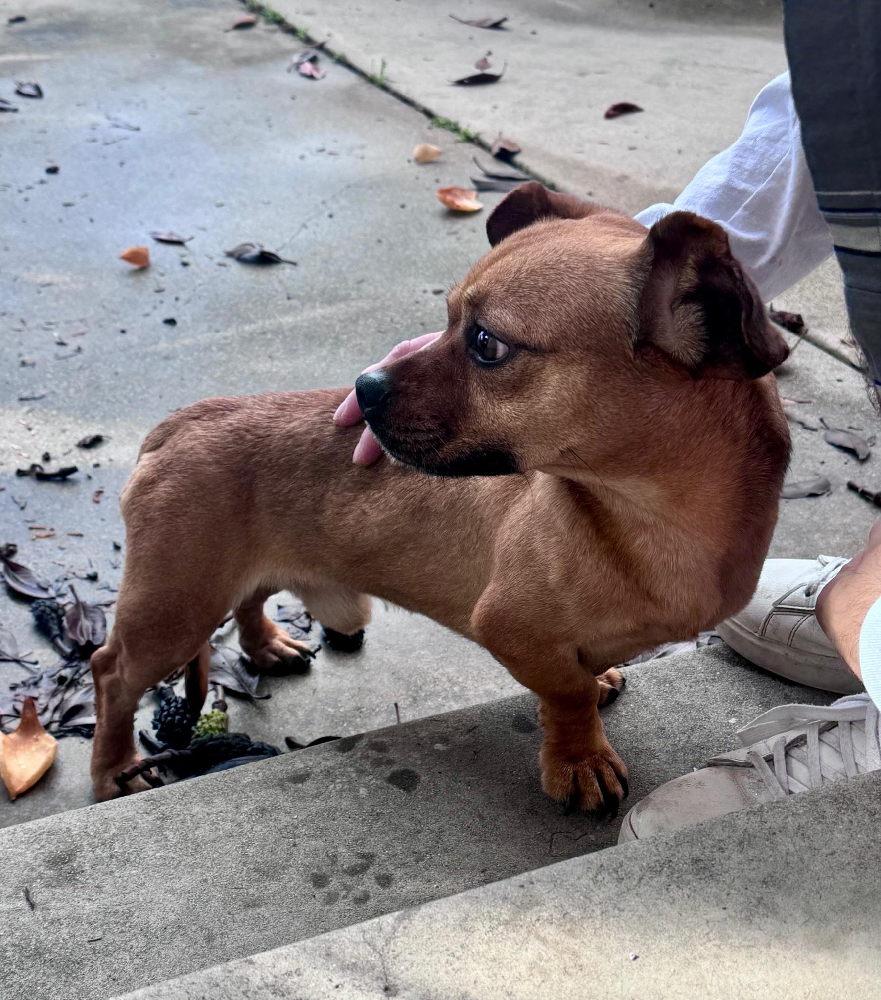 Grover — thumbnail 3