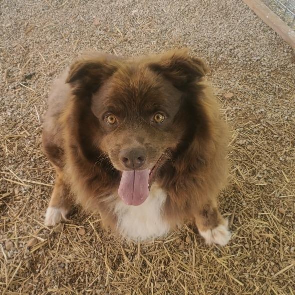 Enlarge Koda, a Adoptable mixed breed in Washburn, MO image 1/1